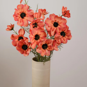 Cosmos - Tige Orange