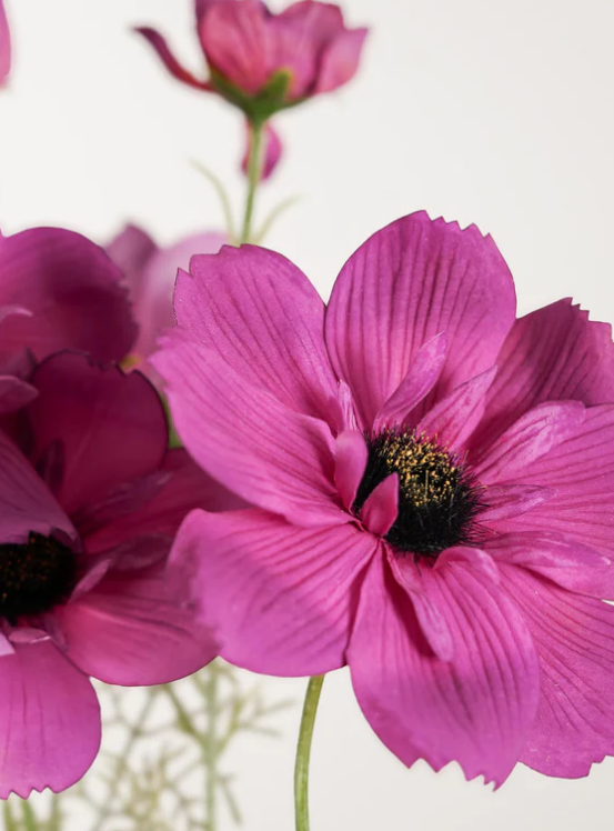 cosmos