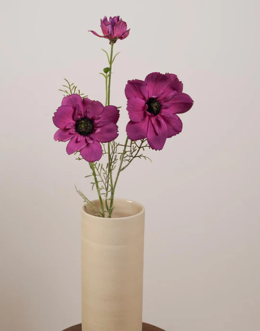 cosmos