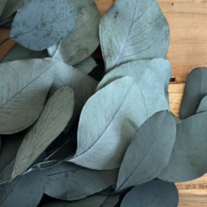 Botte d'Eucalyptus - Populus